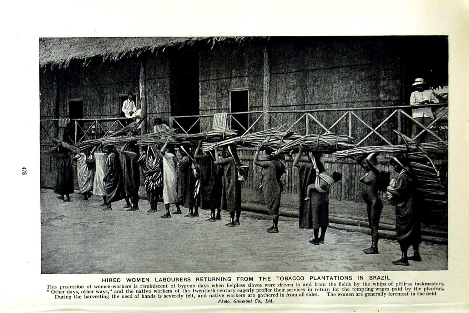 Original Old Vintage Print C1920 Women Labourers Tobacco Plantations Brazil