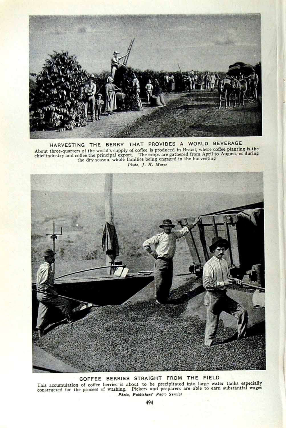 Original Old Vintage Print C1920 Harvesting Coffee Berries Brazil Plantation