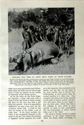Old Vintage Print C1920 Hippopotamus Kavirondo Africa Native Dance Lion 20th