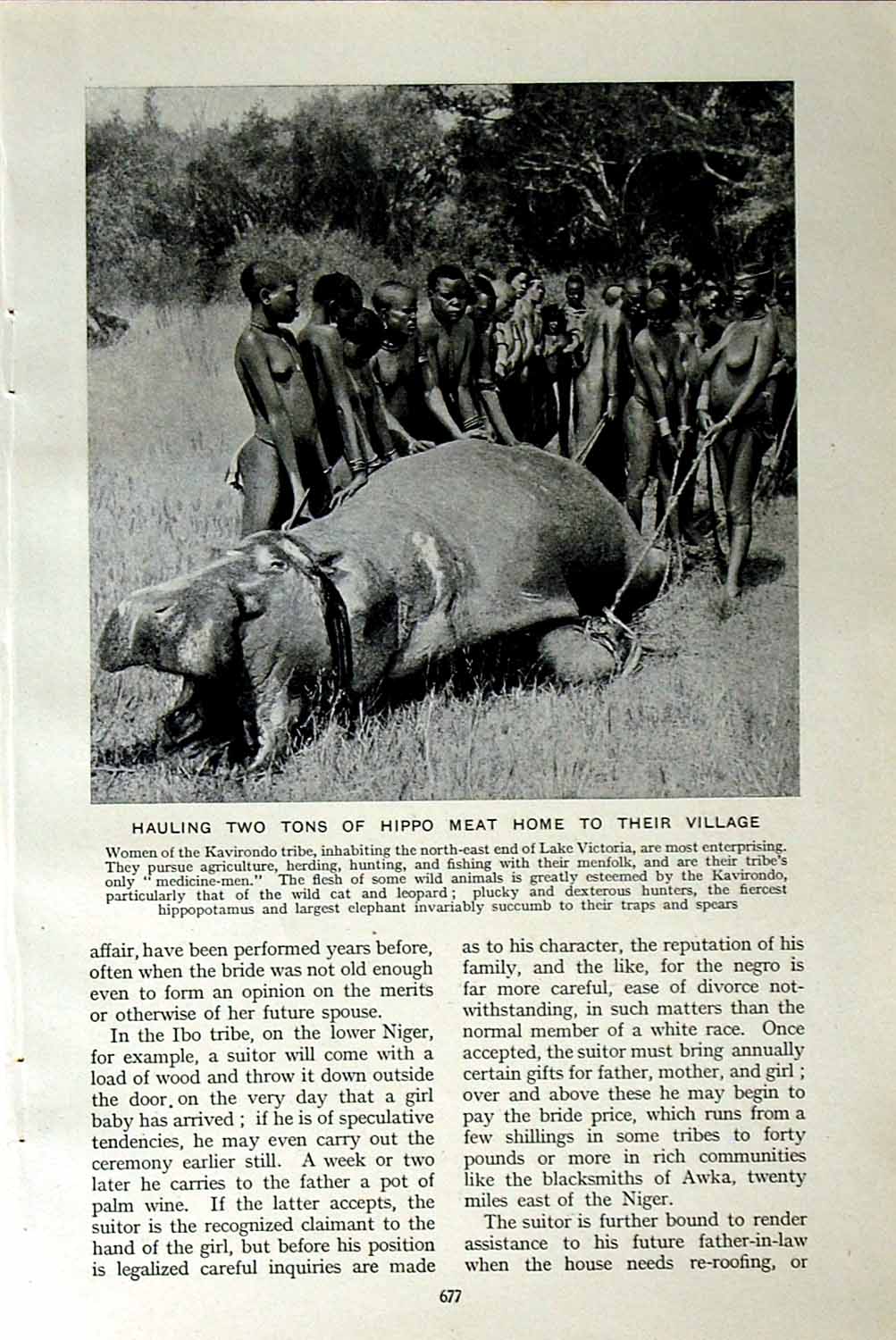 Old Vintage Print C1920 Hippopotamus Kavirondo Africa Native Dance Lion 20th