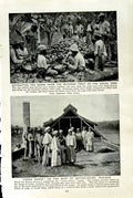 Old Vintage Print C1920 Cocoa Tree Trinidad Fruit Drying House Plantation 20th