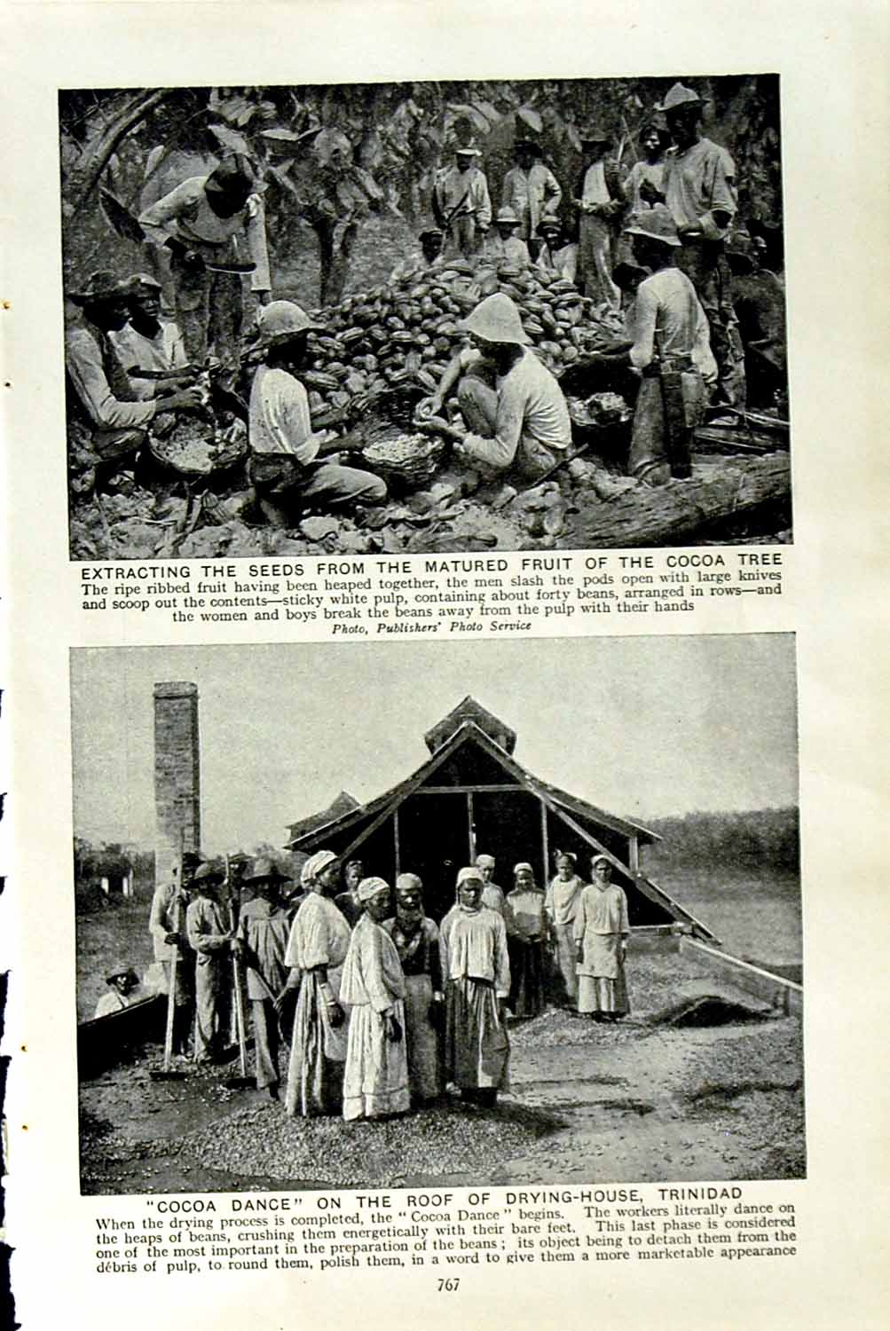 Old Vintage Print C1920 Cocoa Tree Trinidad Fruit Drying House Plantation 20th