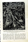 Original Old Vintage Print C1920 Bunches Banana Fruit Tree Men Plantation 20th