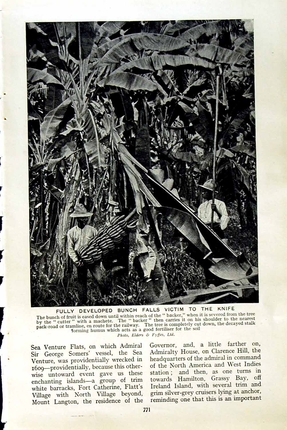Original Old Vintage Print C1920 Bunches Banana Fruit Tree Men Plantation 20th