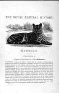 Original Old Antique Print Natural History 1893-94 Tiger Wild Animal Mammalia