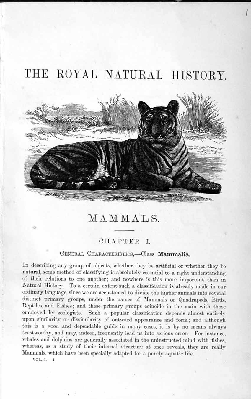 Original Old Antique Print Natural History 1893-94 Tiger Wild Animal Mammalia