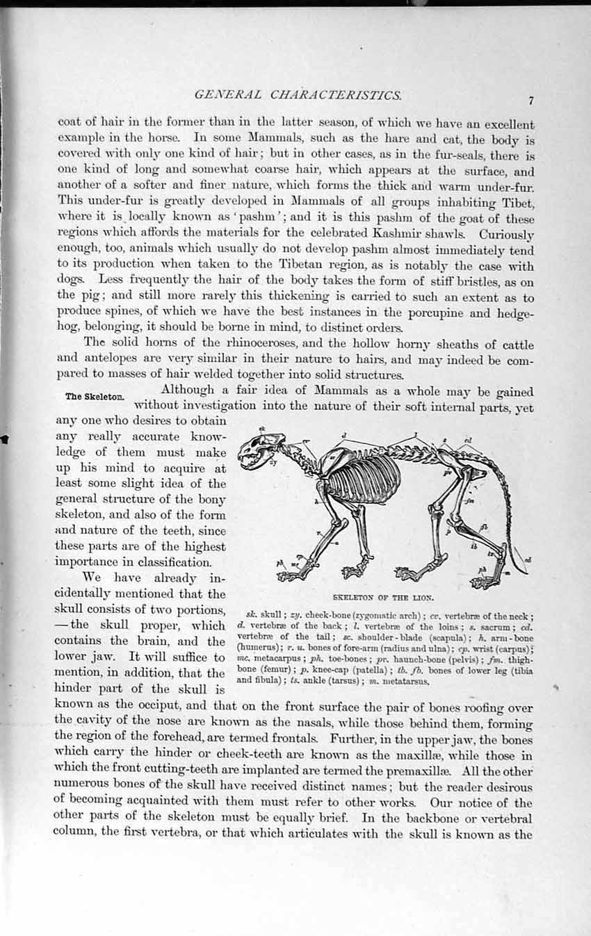 Old Antique Print Natural History 1893-94 Skeleton Lion Bones Mammal Foot 19th