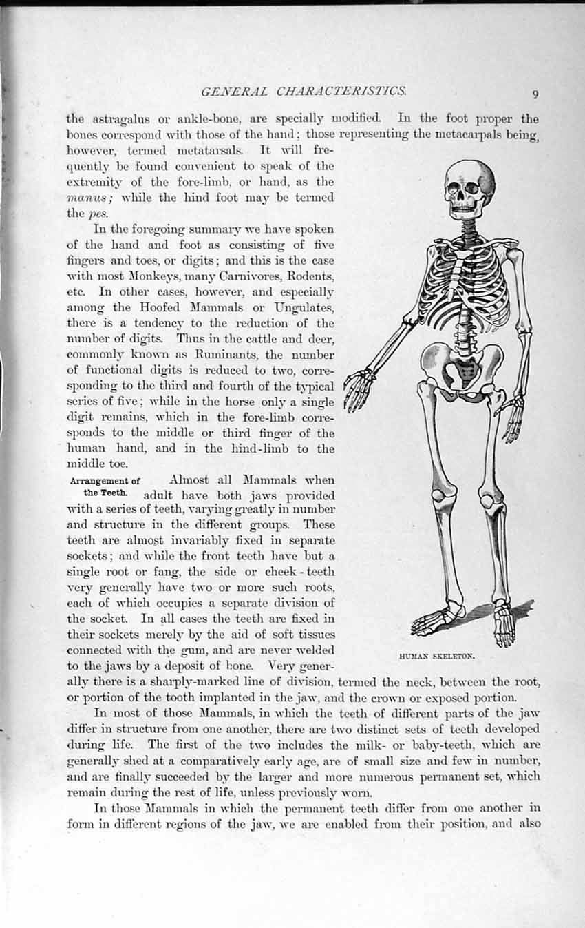 Old Antique Print Natural History 1893-94 Human Skeleton Milk Teeth Dog 19th