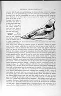 Original Old Antique Print Natural History 1893-94 Skull Pig Teeth Jaw Mammal