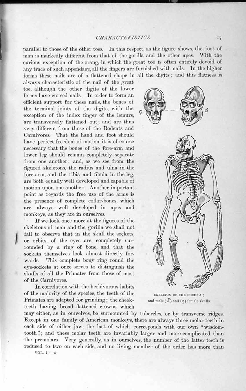 Old Antique Print Natural History 1893-94 Skeleton Gorilla Female Skull 19th