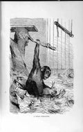 Old Antique Print Natural History 1893-94 Young Chimpanzee Rabbit Animals 19th