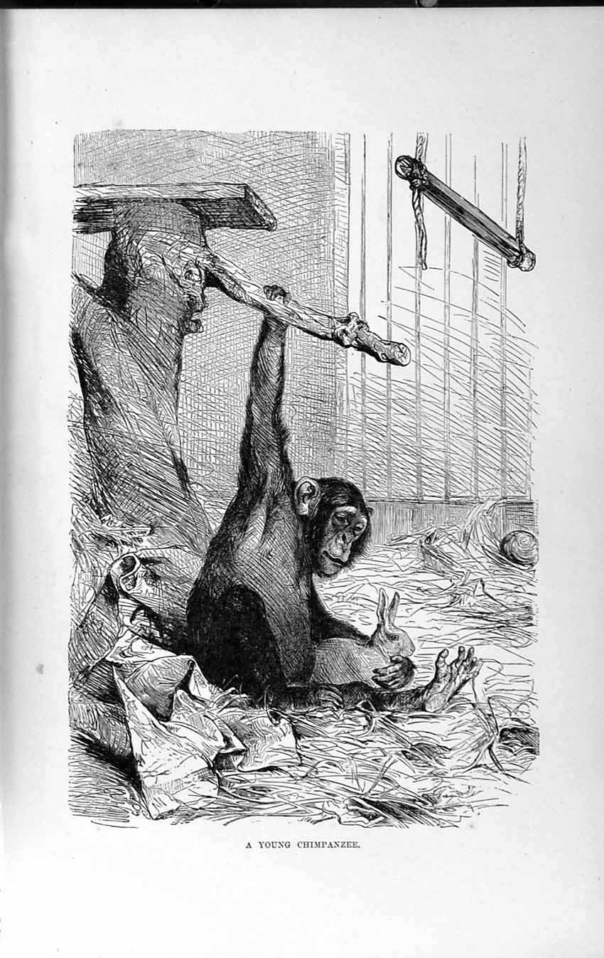Old Antique Print Natural History 1893-94 Young Chimpanzee Rabbit Animals 19th