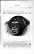 Original Old Antique Print Natural History 1893-94 Head Chimpanzee Wild Animal
