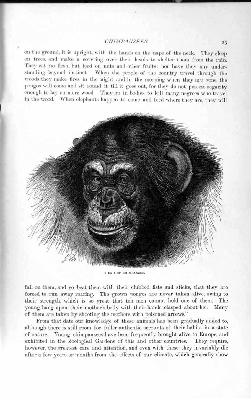 Original Old Antique Print Natural History 1893-94 Head Chimpanzee Wild Animal