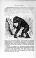 Original Old Antique Print Natural History 1893-94 Chimpanzee Mafuka Monkey