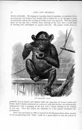 Old Antique Print Natural History 1893-94 Chimpanzee Sally Monkey Animal 19th