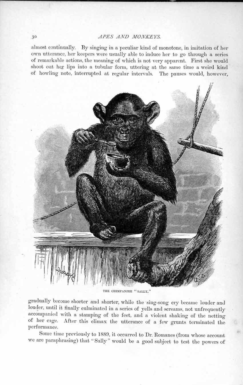 Old Antique Print Natural History 1893-94 Chimpanzee Sally Monkey Animal 19th