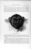 Old Antique Print Natural History 1893-94 Head Chimpanzee Mafuka Monkey 19th