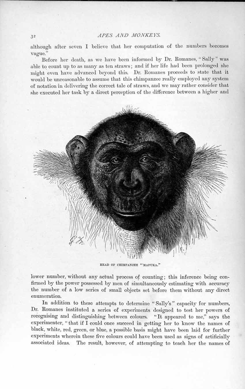 Old Antique Print Natural History 1893-94 Head Chimpanzee Mafuka Monkey 19th