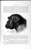 Old Antique Print 1893-94 Head Chimpanzee Mafuka Animal Natural History 19th