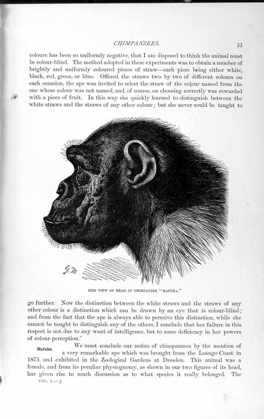 Old Antique Print 1893-94 Head Chimpanzee Mafuka Animal Natural History 19th