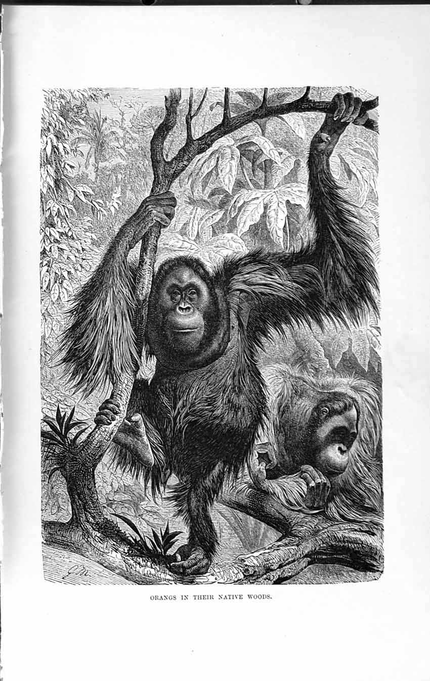 Original Old Antique Print Orangs Native Woods Trees Natural History 1893-94