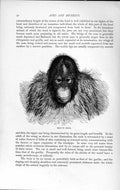 Original Old Antique Print 1893-94 Head Orang Ape Monkey Animal Natural History