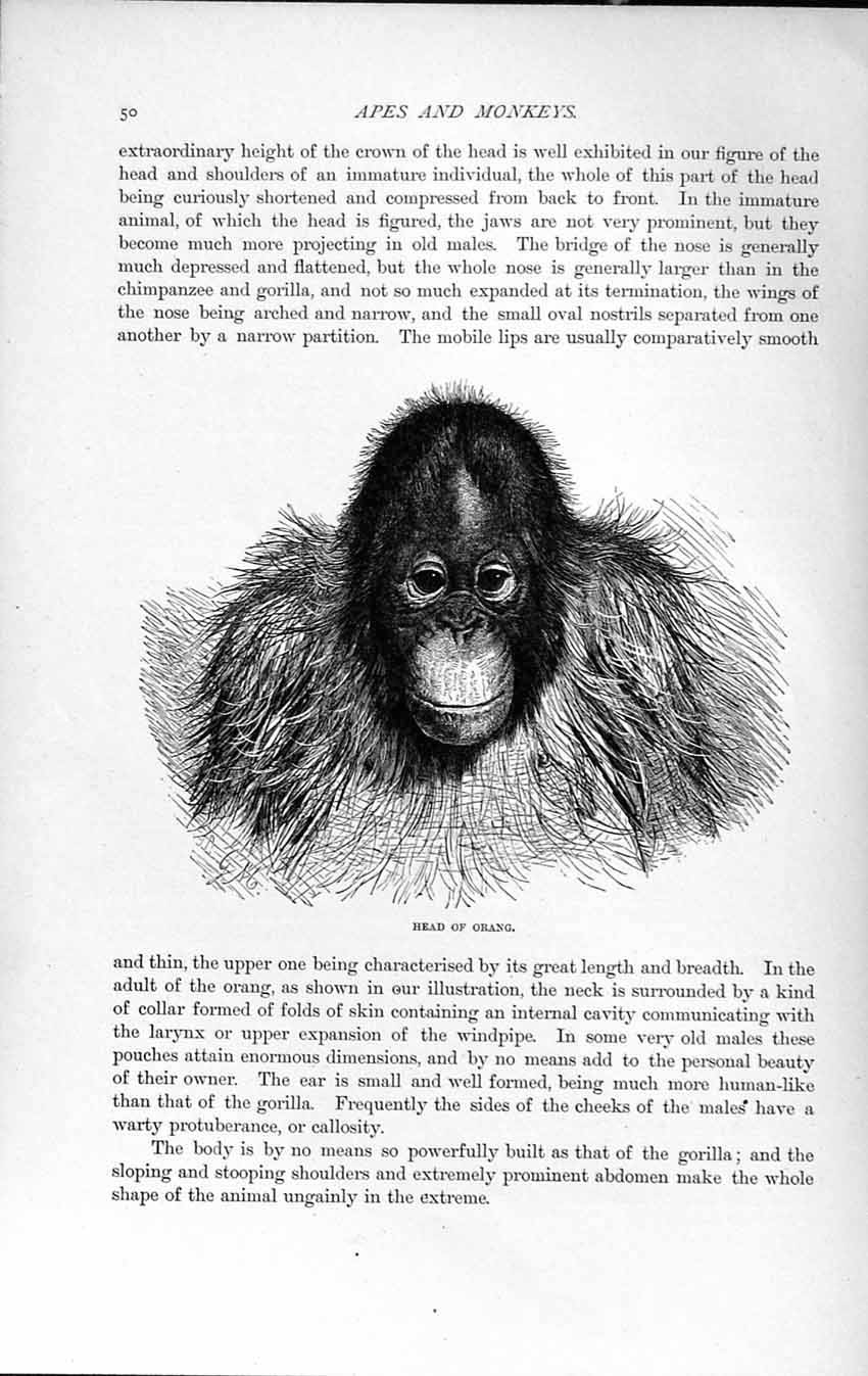 Original Old Antique Print 1893-94 Head Orang Ape Monkey Animal Natural History