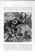 Original Old Antique Print Natural History 1893-94 White-Handed Gibbon Monkey