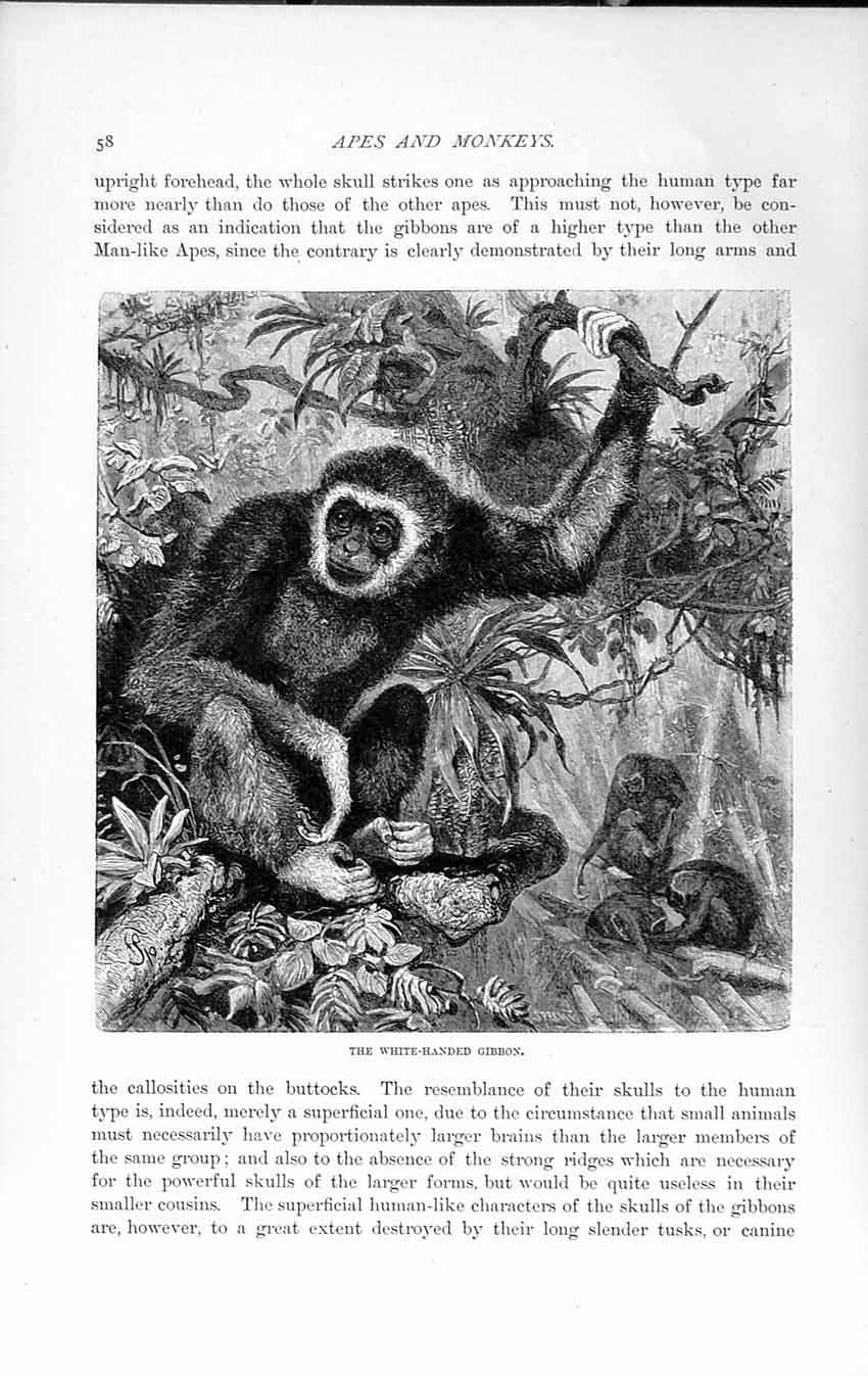 Original Old Antique Print Natural History 1893-94 White-Handed Gibbon Monkey