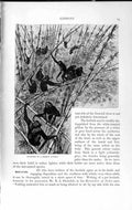 Old Antique Print Natural History 1893-94 Hoolocks Bamboo Jungle Gibbons 19th