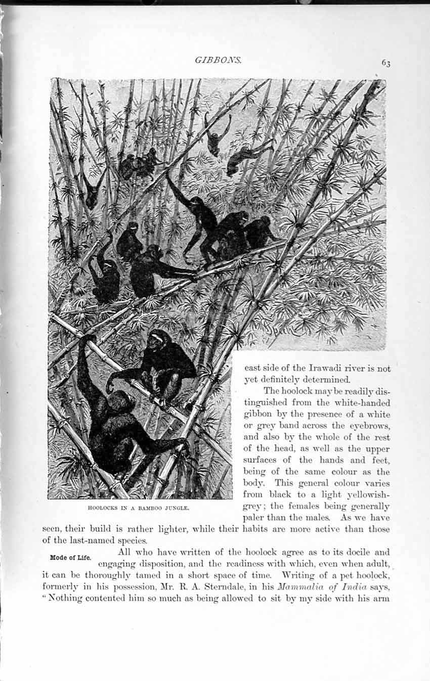 Old Antique Print Natural History 1893-94 Hoolocks Bamboo Jungle Gibbons 19th