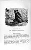 Old Antique Print Natural History 1893-94 Yellow Baboon Cercopithecidae 19th