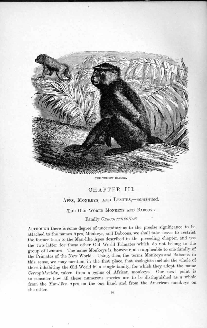 Old Antique Print Natural History 1893-94 Yellow Baboon Cercopithecidae 19th