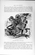 Original Old Antique Print Natural History 1893-94 Hanuman Monkey True Langur