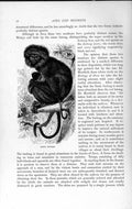 Old Antique Print Natural History 1893-94 Negro Monkey Java Wild Animal 19th
