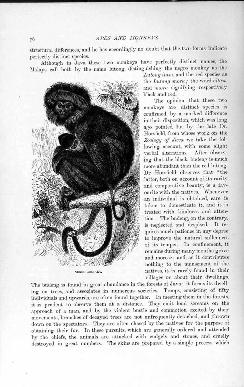 Old Antique Print Natural History 1893-94 Negro Monkey Java Wild Animal 19th