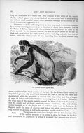 Original Old Antique Print Natural History 1893-94 Guereza Monkey Wild Animal