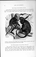Original Old Antique Print Natural History 1893-94 Ursine Black Colob Ursinus