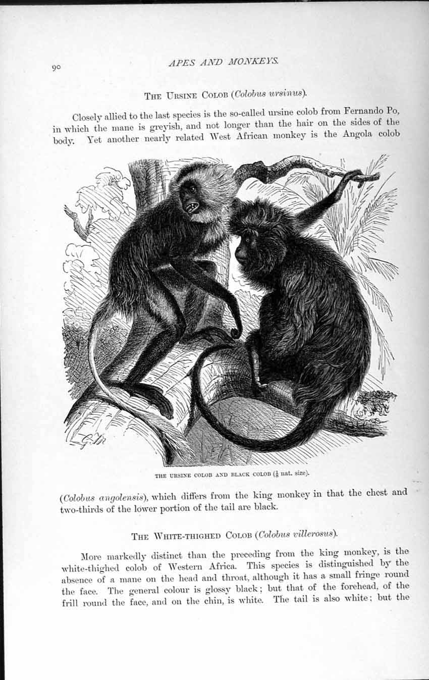 Original Old Antique Print Natural History 1893-94 Ursine Black Colob Ursinus