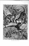 Original Old Antique Print West African Green Monkeys Natural History 1893-94