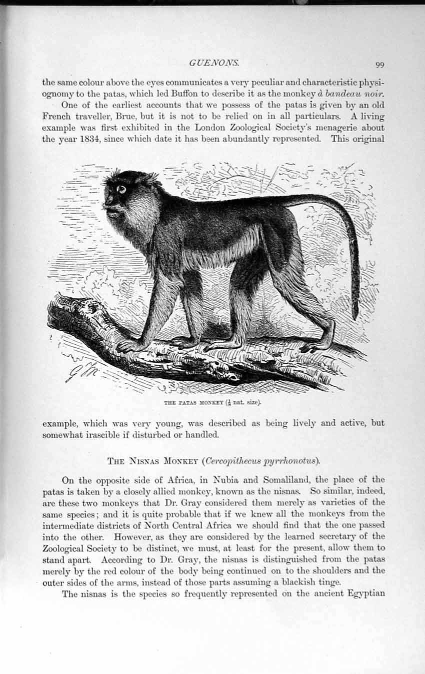 Original Old Antique Print Patas Monkey Natural History 1893-94 Pyrrhonotus
