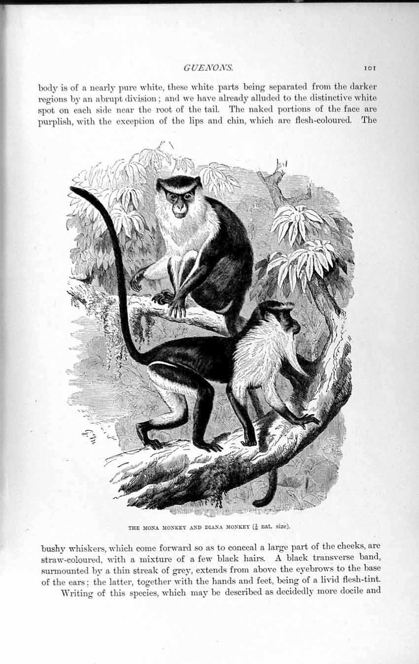 Original Old Antique Print Natural History 1893-94 Mona Monkey Diana Animal