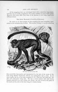 Original Old Antique Print Natural History 1893-94 Sooty Managbey Monkey Animal