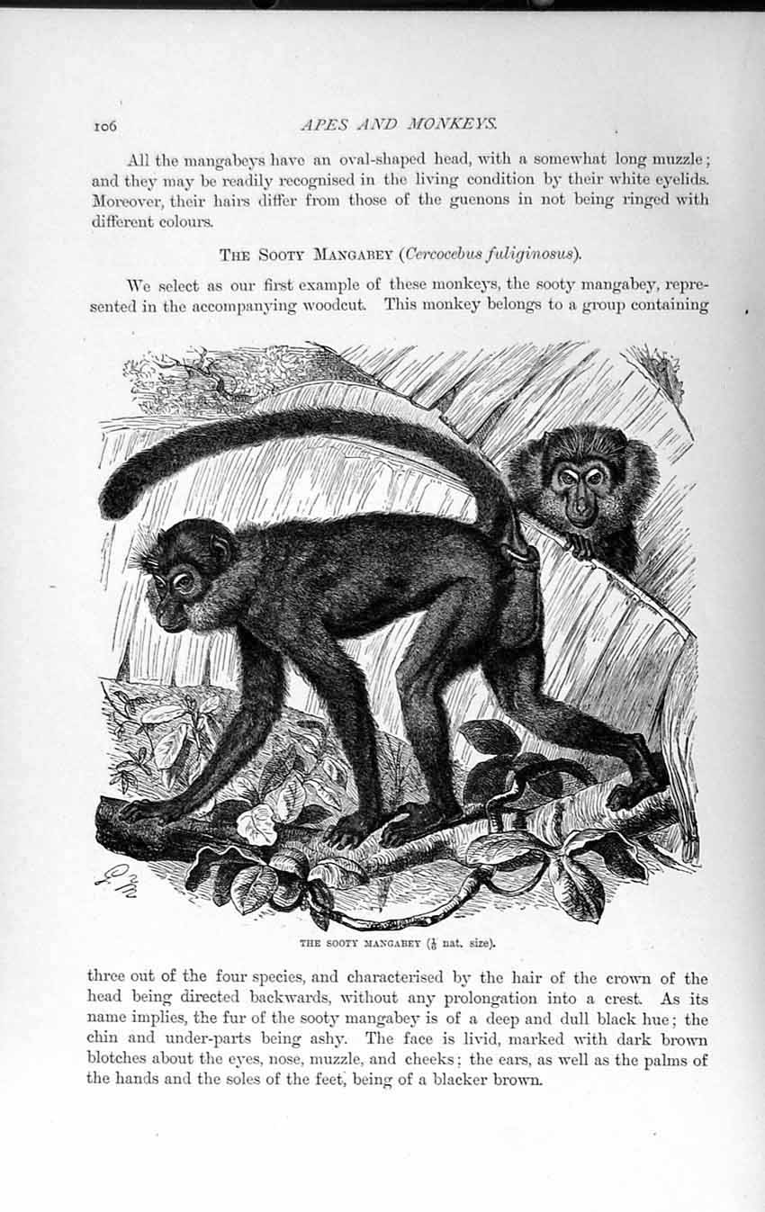 Original Old Antique Print Natural History 1893-94 Sooty Managbey Monkey Animal