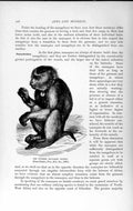 Original Old Antique Print Natural History 1893-94 Burmese Pig-Tailed Monkey