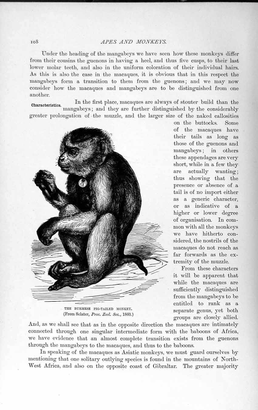 Original Old Antique Print Natural History 1893-94 Burmese Pig-Tailed Monkey