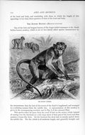 Old Antique Print Natural History 1893-94 Bonnet Monkey Macacus Sinicus 19th