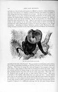 Old Antique Print Natural History 1893-94 Lion-Tailed Monkey Wild Animal 19th
