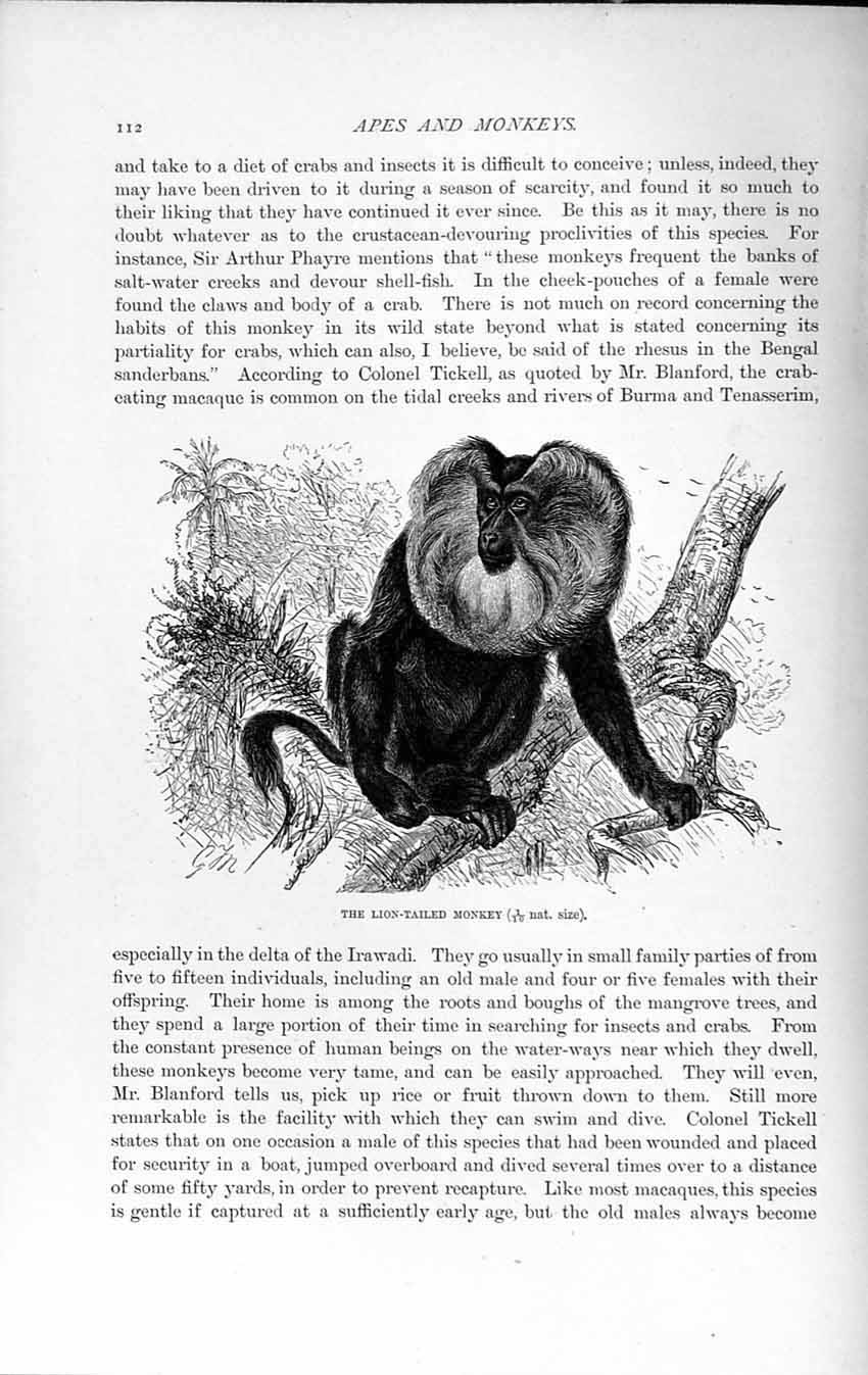 Old Antique Print Natural History 1893-94 Lion-Tailed Monkey Wild Animal 19th